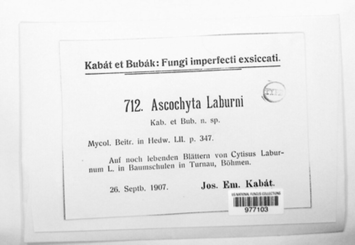 Phyllosticta laburni image